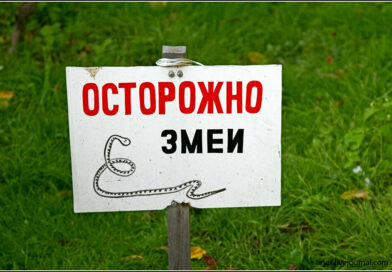 ОСТОРОЖНО, ЗМЕИ!!!
