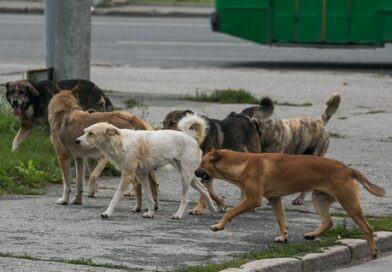 Чистота, порядок и ответственность: почему нельзя подкармливать бездомных животных во дворе?